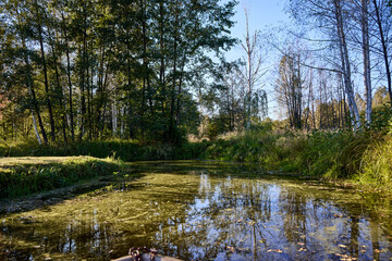 Calm Water Surface with Algae and Tree Reflections