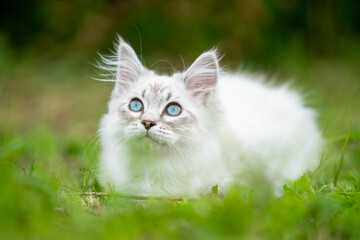 Adorable white kitten with blue eyes