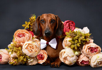 dachshund dog and flowers