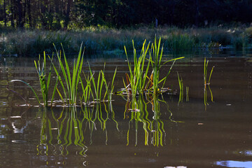 Tranquil Water Reeds Reflecting in Serene Pond