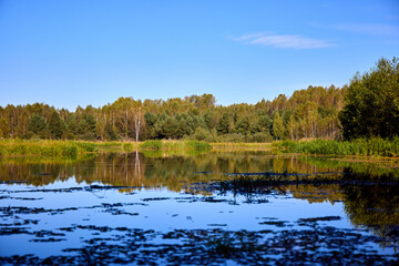 Calm Water Surface with Algae and Tree Reflections