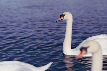Obraz premium swan on the lake