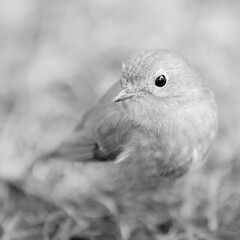 bird portrait