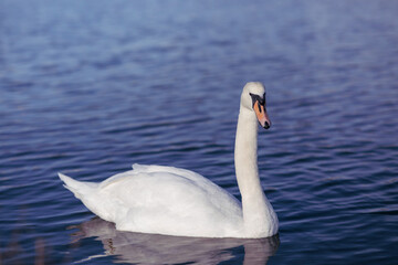 swan on the lake