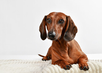 dachshund dog portrait