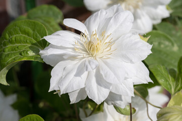 Beautiful Clematis flower.