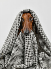 portrait of a dachshund in a blanket