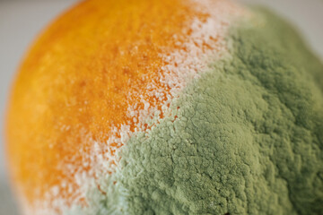 Close-up of an orange covered in green and white mold, illustrating food spoilage and decomposition. Ideal for educational or awareness materials.