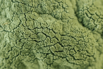 Obraz premium Detailed macro image of green mold spreading across a surface, showcasing the textured structure of fungal growth. Suitable for biology or environmental studies.