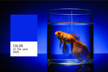 Beautiful gold fish in bowl on color background