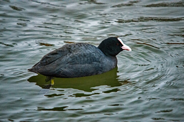 Blässhuhn schwimmt im Wasser