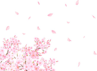 桜の木ー美しい薄いピンク色の桜の花と花びら春の水彩白バックフレーム背景素材イラスト