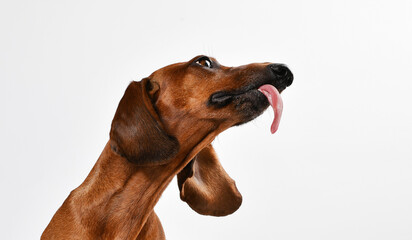 long tongue dachshund