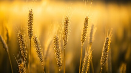 Fototapeta premium Close-up of Wheat Field Under Overcast Sky