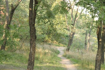 Fototapeta premium Forest 