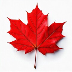 maple leaf isolated on white