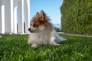 Small fluffy puppy resting on green lawn under clear sky in residential garden during daytime