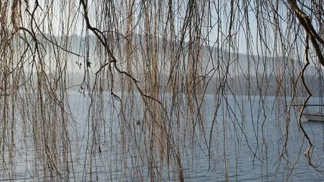 Blick durch Weidenzweige im Wind auf den Z&uuml;richsee. im Winter. Sicht durch Weiden Baum Zweige auf den See