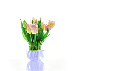 Chromatic Bloom: A Bio-Chemical Time-Lapse of Tulip Transformation