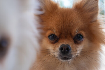 Obraz premium Cute pomeranian dog with fluffy fur and expressive eyes gazes curiously at the camera in a bright indoor setting