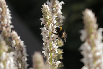 Honey bee on flower collecting nectar to create fresh local honey. White flowers, floral background in garden.
