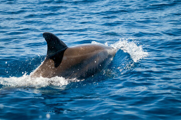 A bottlenose dolphin, Latin called Tursiops truncatus, dives into the blue waters of the Atlantic Ocean