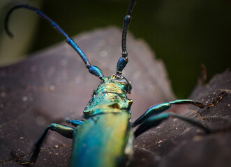 Green musk longhorn beetle, Latin Aromia moschata,close up