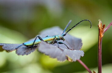 Green musk longhorn beetle, Latin Aromia moschata, on the leaf of a devil's bush