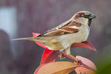 Sparrow, house sparrow, latin named Passer domesticus, on the leaf of a Portuguese laurel bush