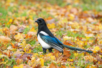 Autumn portrait of an  eurasian magpie (Pica pica) in its best plumage in a meadow with fallen leaves
