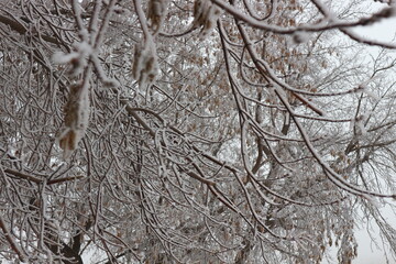 tree in snow