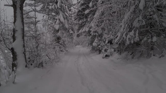 Path in winter forest Aerial D-log unedited dusk DJI Air3 Norway