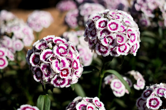 Close-up of vibrant Sweet William (Dianthus barbatus) flowers with intricate pink and white petals, blooming in sunlight. Perfect for gardening, botany, and floral-themed designs.