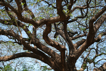 The sprawling branches of the Giant Monkey Pod Tree form a captivating natural pattern, showcasing its grandeur and the lush greenery of a tropical environment under the clear sky.