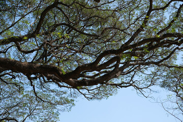 A sprawling canopy of a giant Monkey Pod tree with intricate, twisting branches against a clear blue sky. Perfect for nature, forestry, and environmental themes.