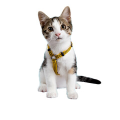 british kitten
shorthair cat
british kitten isolated on white