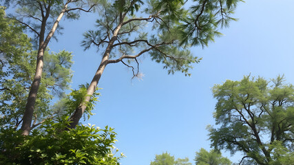 Obraz premium nature background