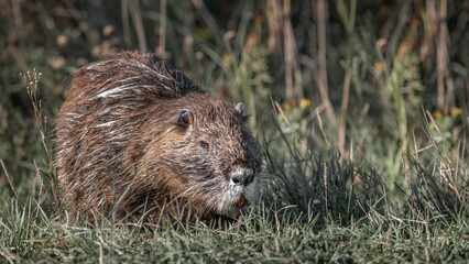 A Nutria (Myocastor Coypus)