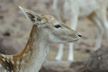 portrait of a deer