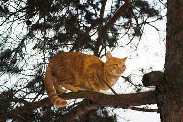 cat on tree