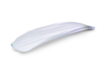 Chrysanthemum flower petal on white background