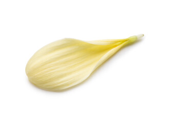 Yellow chrysanthemum flower petal on white background