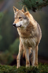 Grey wolf in autumn nature