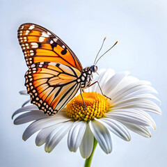 Obraz premium Discover the enchanting world of butterflies