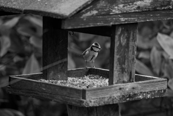 portrait d'une jolie mésange bleue arrivant sur la mangeoire remplie de graines pour oiseaux migrateur en hiver, le tout en noir et blanc