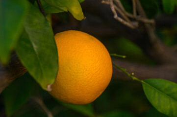 Bright orange fruit hangs from vibrant green leaves in a sunlit garden