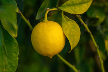 Bright and juicy lemon hanging from lush green branches in a sunlit garden
