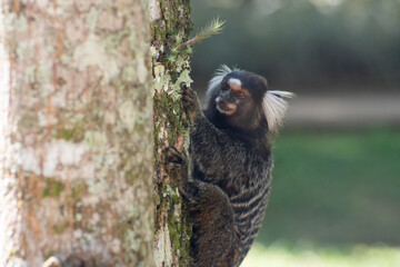 Close-Up of a Common Marmoset Climbing a Tree in a Natural Habitat