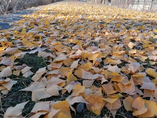fallen autumn leaves