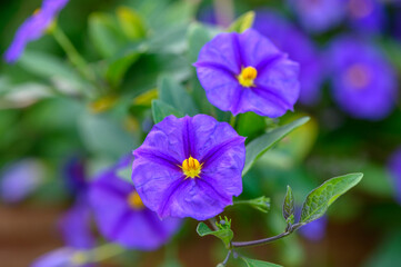 Vibrant blooming purple flowers create a serene garden atmosphere in the early morning light